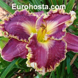 Hemerocallis Popcorn Pete