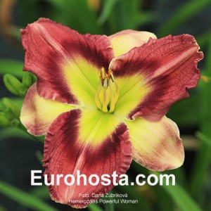 Hemerocallis Powerful Woman -  Eurohosta