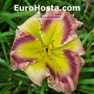 Hemerocallis Powerful Woman -  Eurohosta