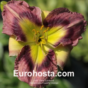 Hemerocallis Powerful Woman -  Eurohosta