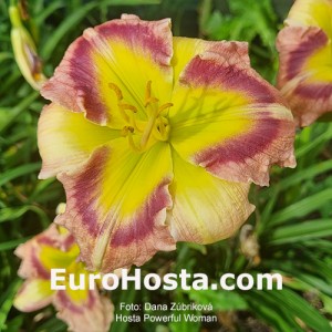Hemerocallis Powerful Woman -  Eurohosta