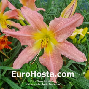Hemerocallis Pretty Desirable