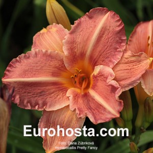 Hemerocallis Pretty Fancy - Eurohosta