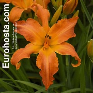 Hemerocallis Primal Screem