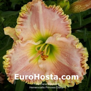 Hemerocallis Princess Diana