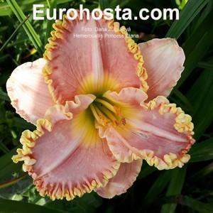 Hemerocallis Princess Diana