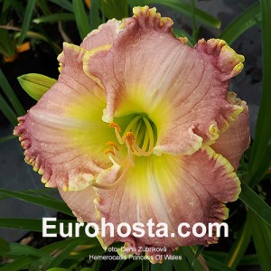 Hemerocallis Princess Of Wales