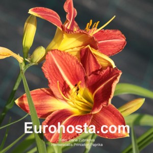 Hemerocallis Princeton Paprika - Eurohosta