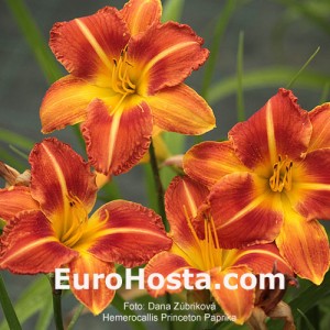 Hemerocallis Princeton Paprika - Eurohosta