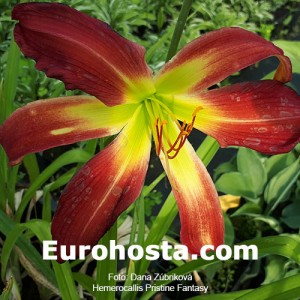 Hemerocallis Pristine Fantasy - Eurohosta