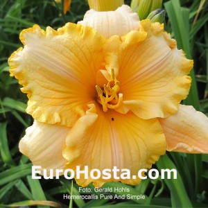 Hemerocallis Pure And Simple