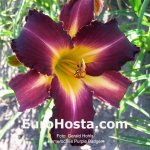 Hemerocallis Purple Badger