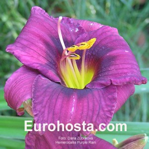 Hemerocallis Purple Rain - Eurohosta