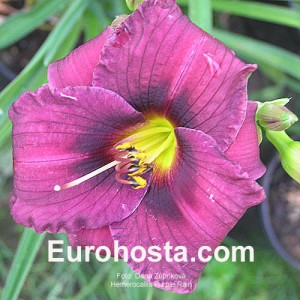 Hemerocallis Purple Rain - Eurohosta