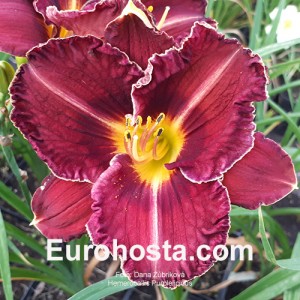 Hemerocallis Purplelicious - Eurohosta