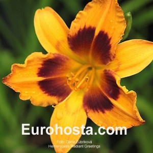 Hemerocallis Radiant Greetings - Eurohosta