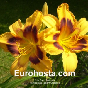 Hemerocallis Radiant Greetings - Eurohosta