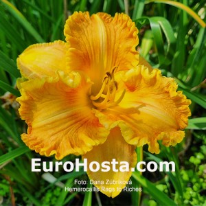 Hemerocallis Rags to Riches