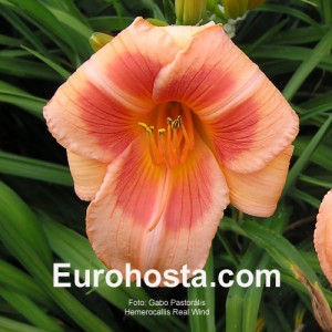 Hemerocallis Real Wind - Eurohosta