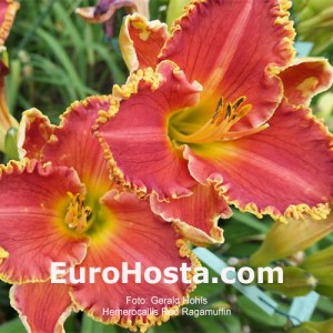 Hemerocallis Red Ragamuffin