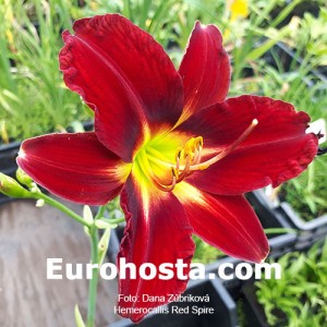 Hemerocallis Red Spire - Eurohosta