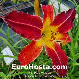 Hemerocallis Red Suspenders