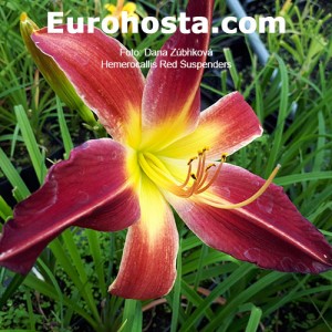 Hemerocallis Red Suspenders