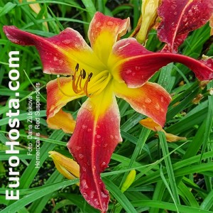 Hemerocallis Red Suspenders