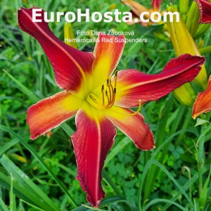 Hemerocallis Red Suspenders