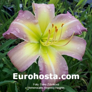 Hemerocallis Regency Heights