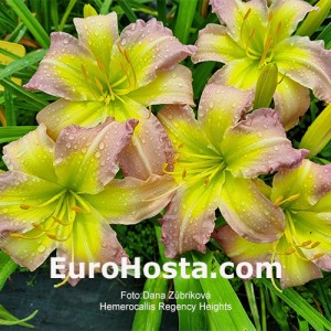 Hemerocallis Regency Heights