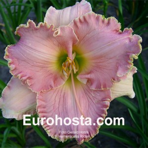 Hemerocallis Ricter 