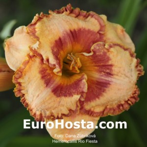 Hemerocallis Rio Fiesta - Eurohosta