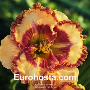 Hemerocallis Rio Fiesta - Eurohosta