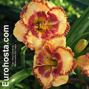 Hemerocallis Rio Fiesta - Eurohosta