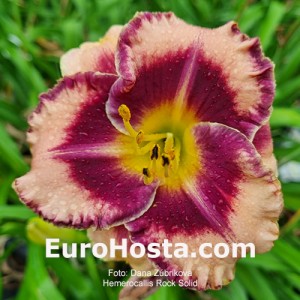 Hemerocallis Rock Solid