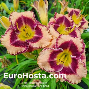 Hemerocallis Rock Solid