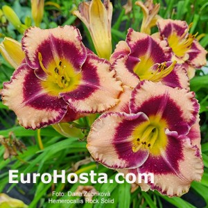 Hemerocallis Rock Solid