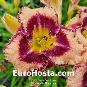 Hemerocallis Rock Solid