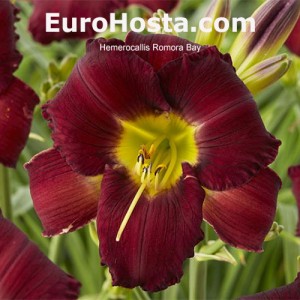 Hemerocallis Romora Bay