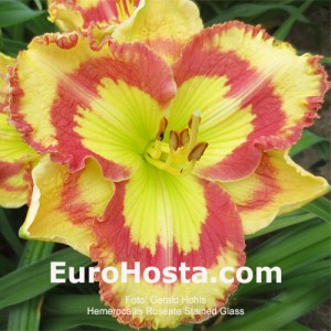 Hemerocallis Roseate Stained Glass