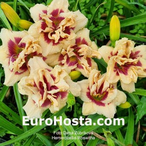 Hemerocallis Roswitha - Eurohosta