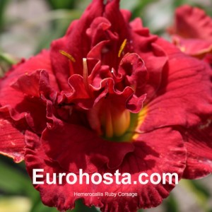 Hemerocallis Ruby Corsage