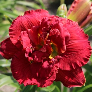 Hemerocallis Ruby Corsage