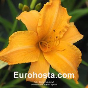 Hemerocallis Ruffled Apricot - Eurohosta