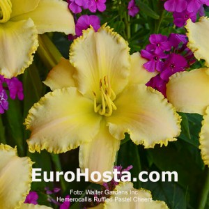 Hemerocallis Ruffled Pastel Cheers