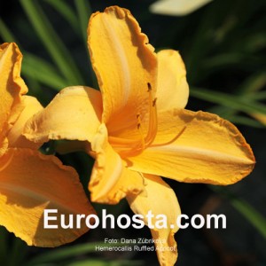 Hemerocallis Ruffled Apricot - Eurohosta