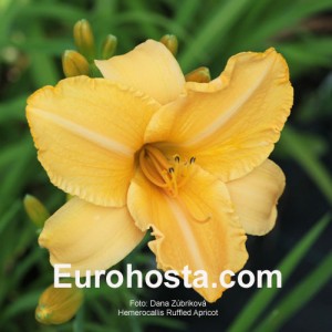 Hemerocallis Ruffled Apricot - Eurohosta