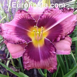 Hemerocallis Russian Ragtime 