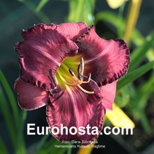 Hemerocallis Russian Ragtime - Eurohosta